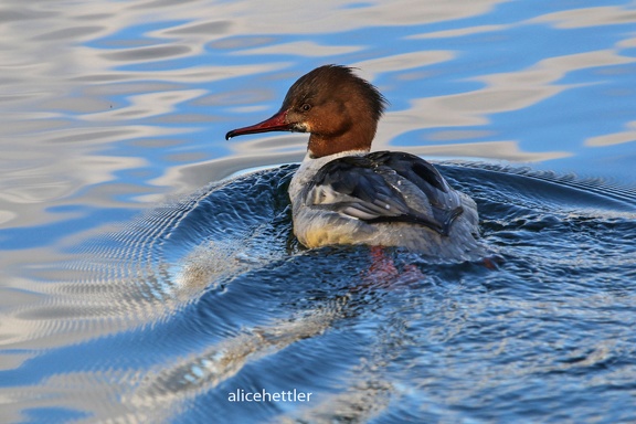 Gänsesäger (Mergus merganser)